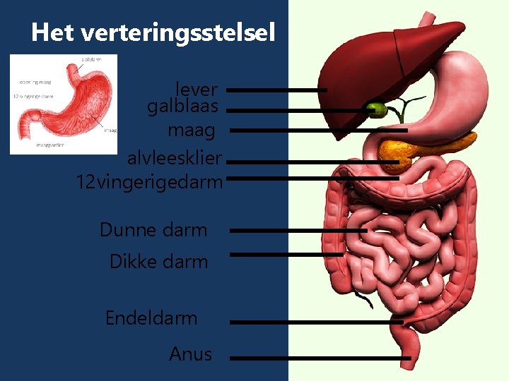 Het verteringsstelsel lever galblaas maag alvleesklier 12 vingerigedarm Dunne darm Dikke darm Endeldarm Anus