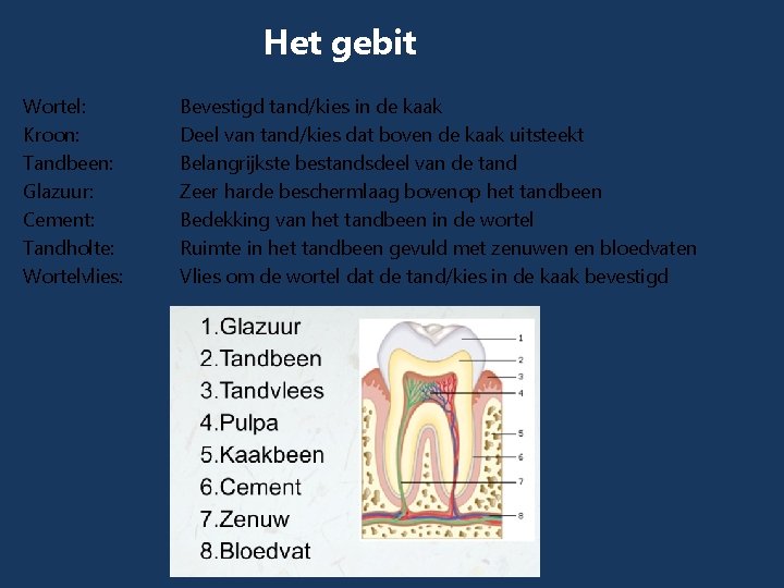 Het gebit Wortel: Kroon: Tandbeen: Glazuur: Cement: Tandholte: Wortelvlies: Bevestigd tand/kies in de kaak