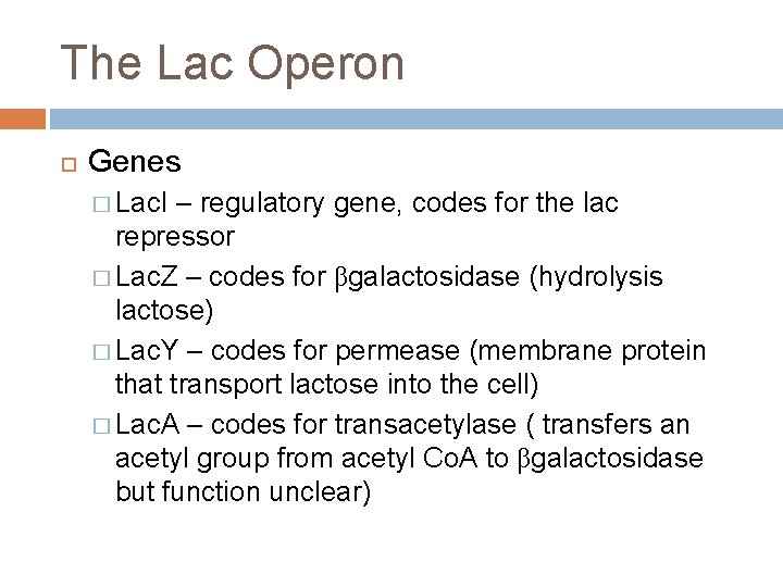 The Lac Operon Genes � Lac. I – regulatory gene, codes for the lac