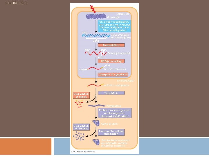 FIGURE 18. 6 Signal NUCLEUS Chromatin DNA Chromatin modification: DNA unpacking involving histone acetylation