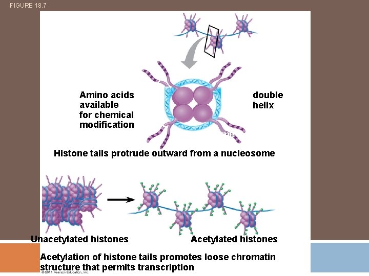 FIGURE 18. 7 Histone tails Amino acids available for chemical modification DNA double helix