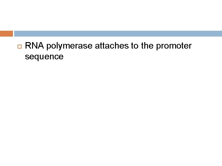  RNA polymerase attaches to the promoter sequence 