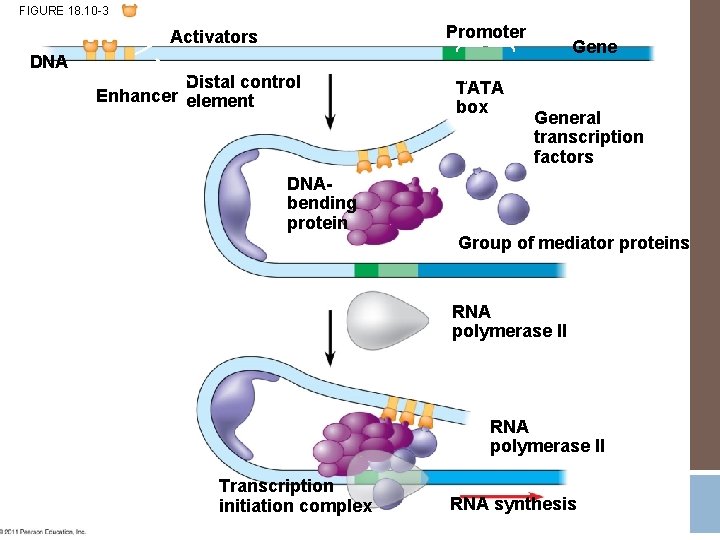 FIGURE 18. 10 -3 Promoter Activators DNA Distal control Enhancer element TATA box General