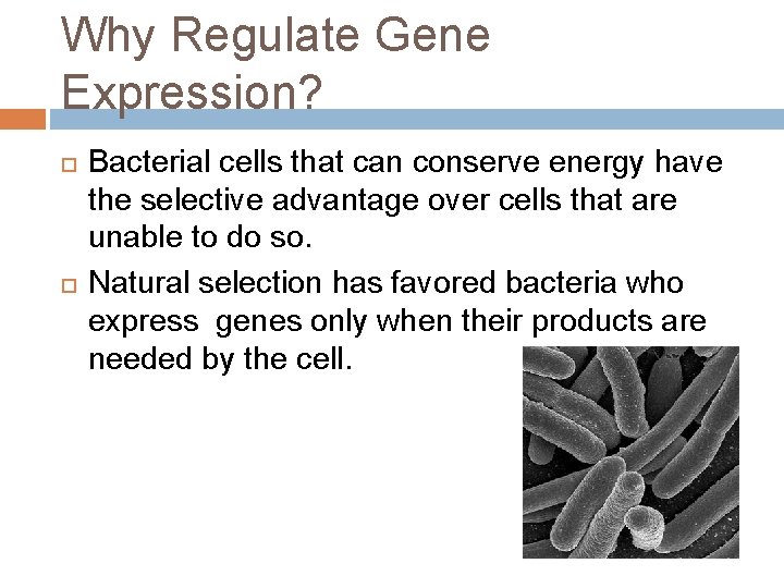 Why Regulate Gene Expression? Bacterial cells that can conserve energy have the selective advantage