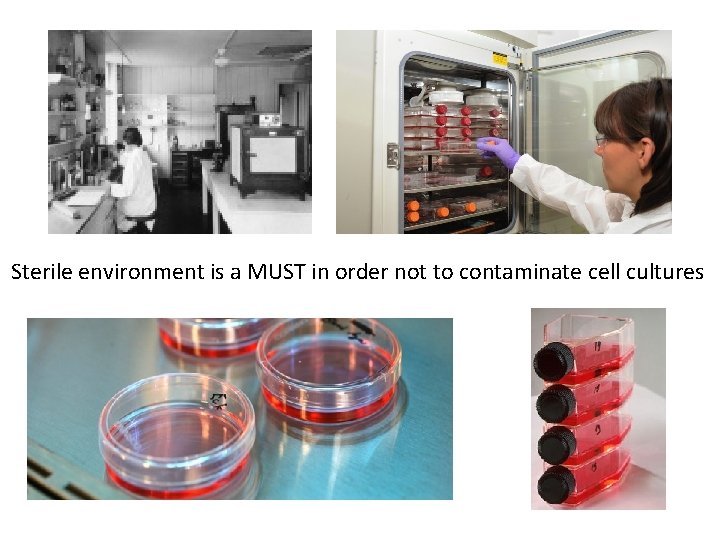 Sterile environment is a MUST in order not to contaminate cell cultures 