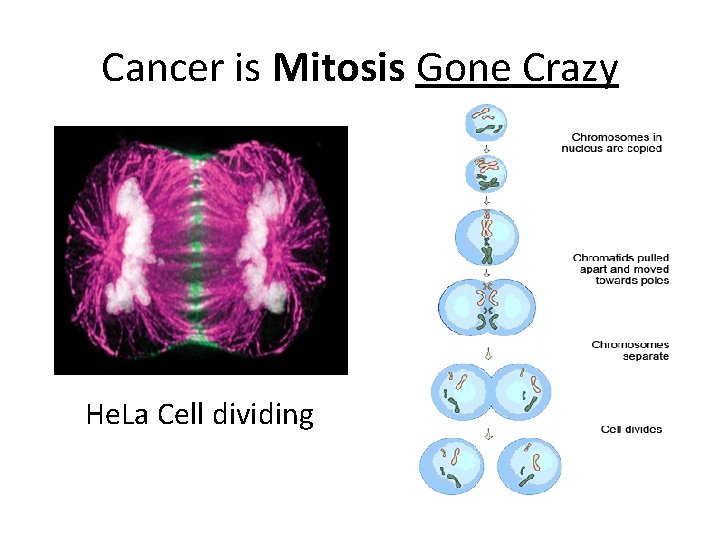 Cancer is Mitosis Gone Crazy He. La Cell dividing 