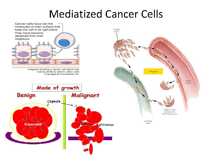 Mediatized Cancer Cells 