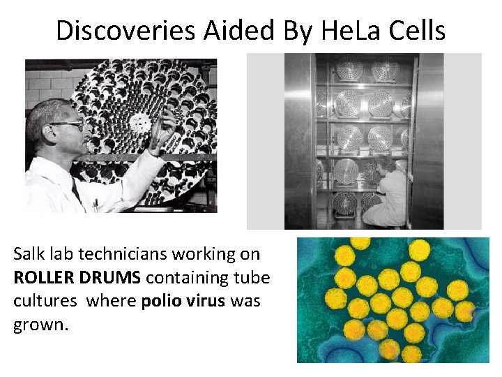 Discoveries Aided By He. La Cells Salk lab technicians working on ROLLER DRUMS containing