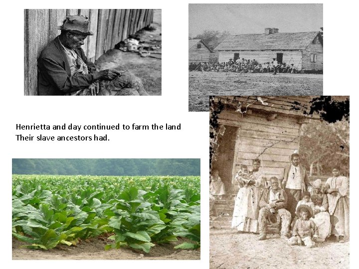 Henrietta and day continued to farm the land Their slave ancestors had. 