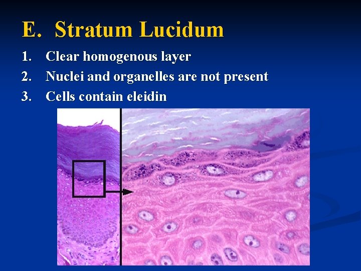 E. Stratum Lucidum 1. Clear homogenous layer 2. Nuclei and organelles are not present