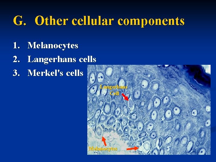 G. Other cellular components 1. Melanocytes 2. Langerhans cells 3. Merkel's cells Langerhans Cell