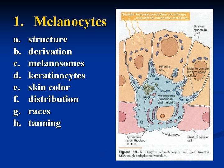 1. Melanocytes a. b. c. d. e. f. g. h. structure derivation melanosomes keratinocytes