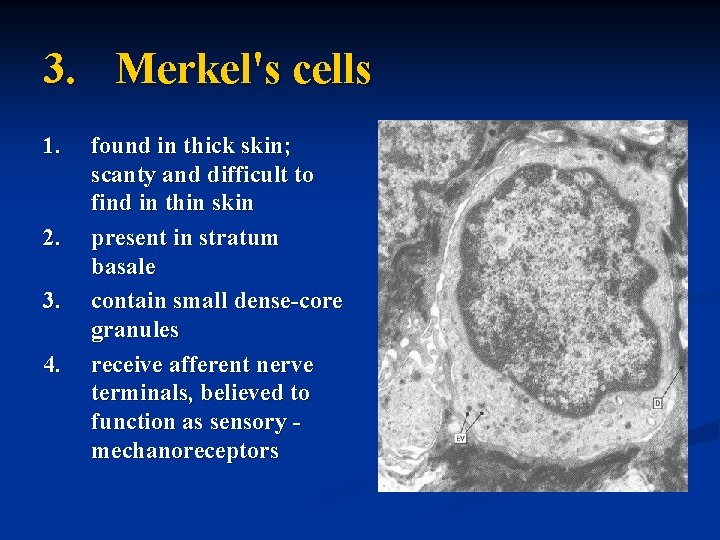 3. Merkel's cells 1. 2. 3. 4. found in thick skin; scanty and difficult