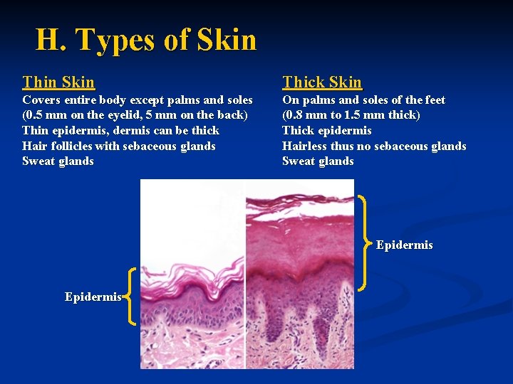H. Types of Skin Thin Skin Thick Skin Covers entire body except palms and