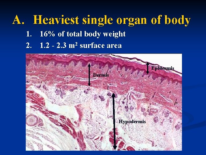 A. Heaviest single organ of body 1. 16% of total body weight 2. 1.