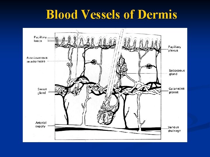 Blood Vessels of Dermis 