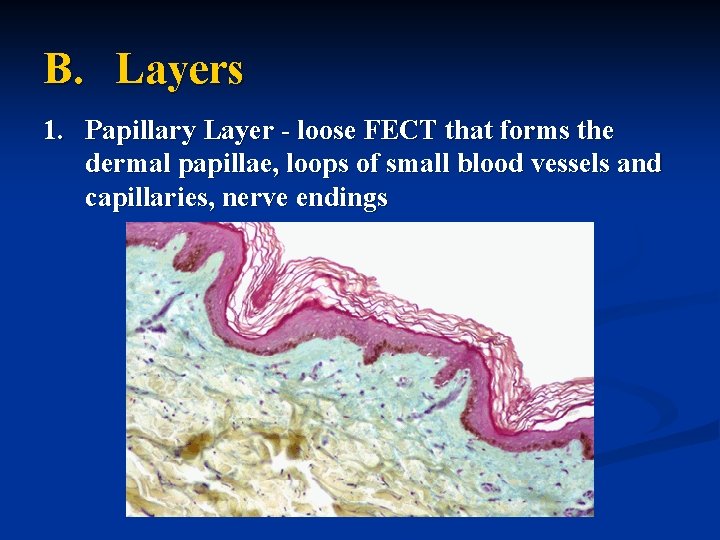 B. Layers 1. Papillary Layer - loose FECT that forms the dermal papillae, loops