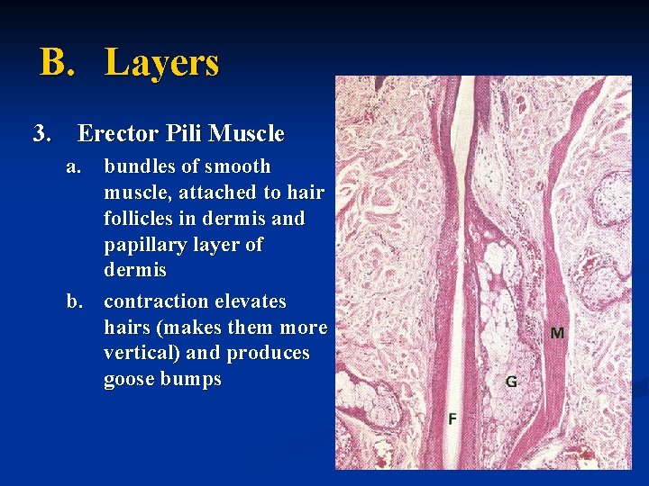 B. Layers 3. Erector Pili Muscle a. bundles of smooth muscle, attached to hair