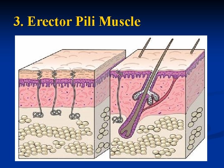 3. Erector Pili Muscle 