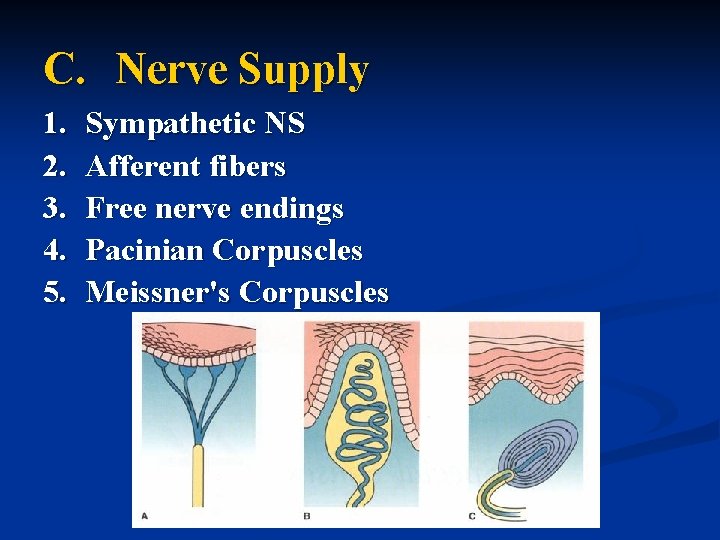 C. Nerve Supply 1. 2. 3. 4. 5. Sympathetic NS Afferent fibers Free nerve