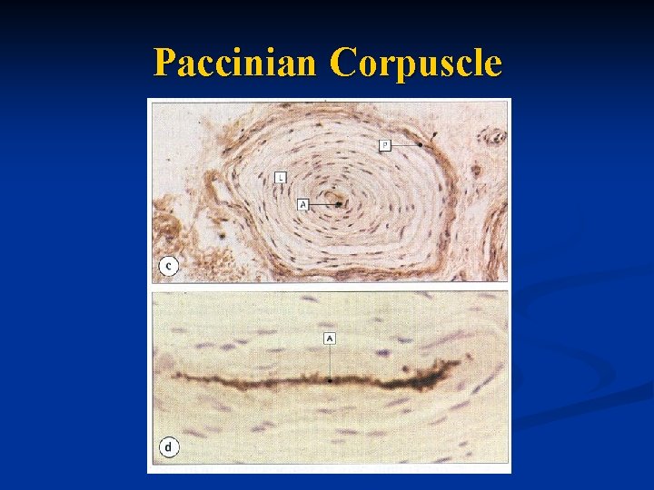 Paccinian Corpuscle 