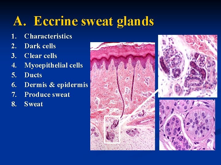 A. Eccrine sweat glands 1. 2. 3. 4. 5. 6. 7. 8. Characteristics Dark