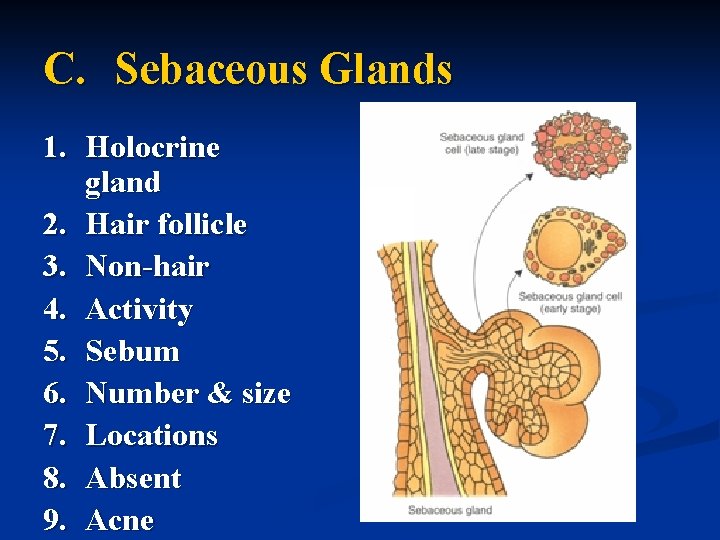 C. Sebaceous Glands 1. Holocrine gland 2. Hair follicle 3. Non-hair 4. Activity 5.