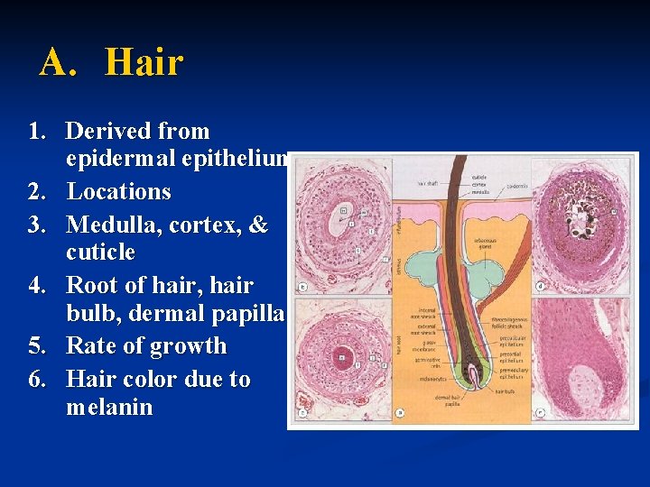 A. Hair 1. Derived from epidermal epithelium 2. Locations 3. Medulla, cortex, & cuticle