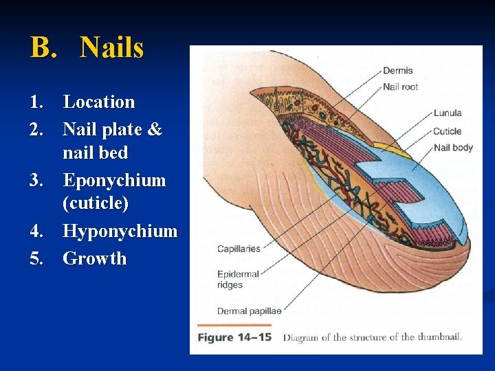 B. Nails 1. Location 2. Nail plate & nail bed 3. Eponychium (cuticle) 4.