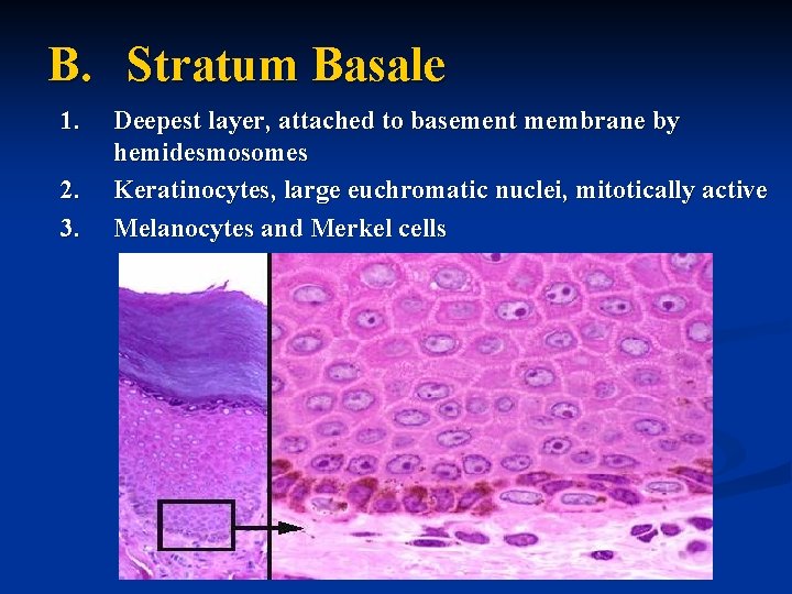 B. Stratum Basale 1. 2. 3. Deepest layer, attached to basement membrane by hemidesmosomes