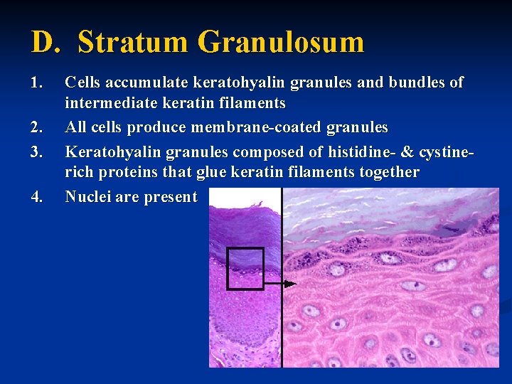 D. Stratum Granulosum 1. 2. 3. 4. Cells accumulate keratohyalin granules and bundles of