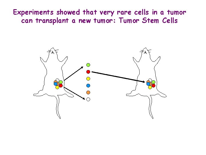 Experiments showed that very rare cells in a tumor can transplant a new tumor: