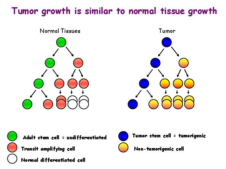 Tumor growth is similar to normal tissue growth Normal Tissues Adult stem cell =