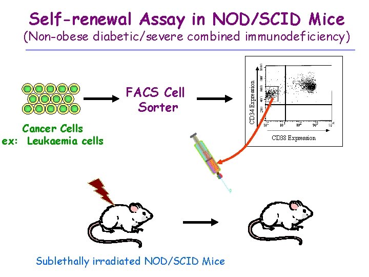 Self-renewal Assay in NOD/SCID Mice FACS Cell Sorter Cancer Cells ex: Leukaemia cells Sublethally