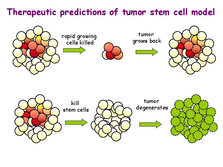 Therapeutic predictions of tumor stem cell model rapid growing cells killed kill stem cells Therapeutic predictions of tumor stem cell model rapid growing cells killed kill stem cells
