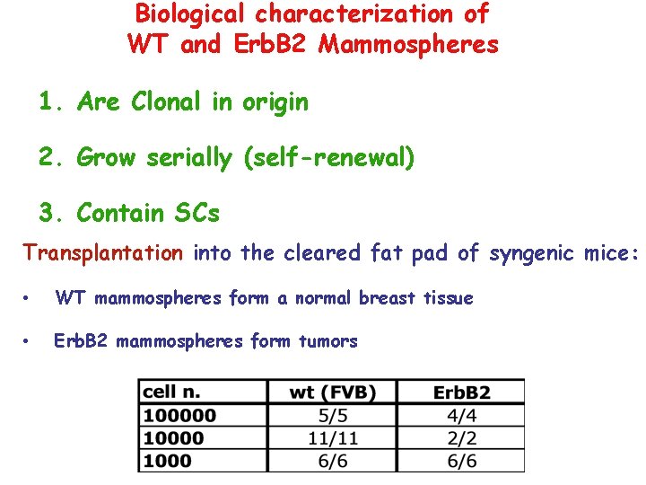 Biological characterization of WT and Erb. B 2 Mammospheres 1. Are Clonal in origin