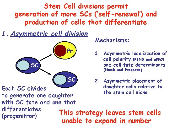 Stem Cell divisions permit generation of more SCs (‘self-renewal’) and production of cells that Stem Cell divisions permit generation of more SCs (‘self-renewal’) and production of cells that