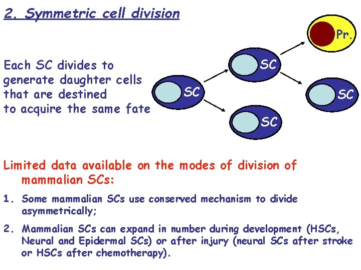 2. Symmetric cell division Pr. Each SC divides to generate daughter cells that are