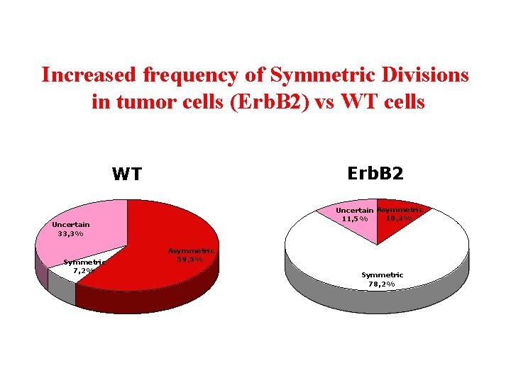 Increased frequency of Symmetric Divisions in tumor cells (Erb. B 2) vs WT cells Increased frequency of Symmetric Divisions in tumor cells (Erb. B 2) vs WT cells