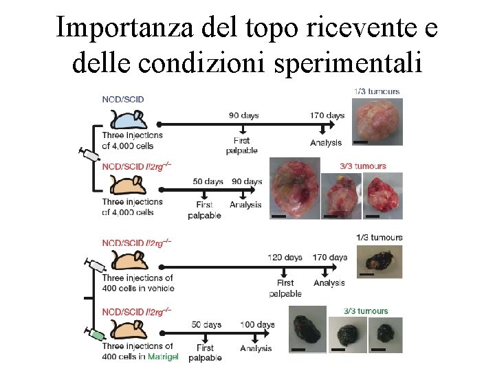 Importanza del topo ricevente e delle condizioni sperimentali 