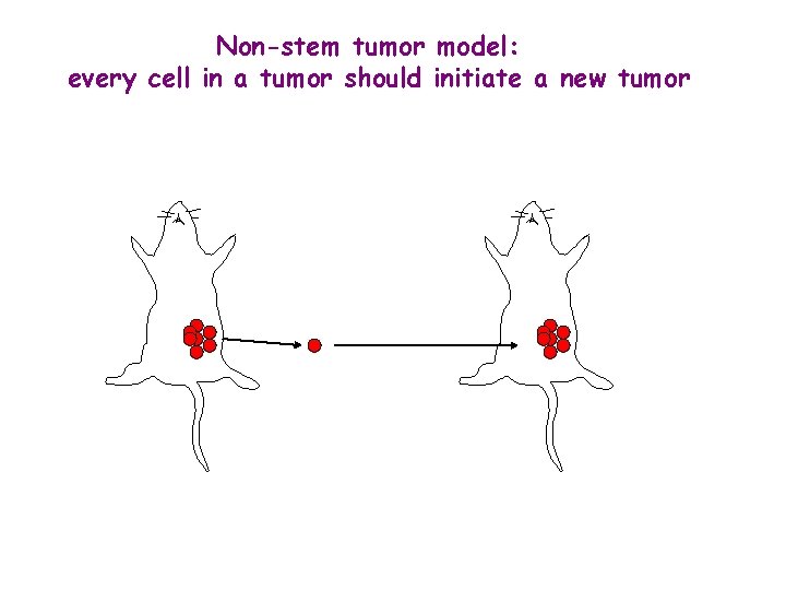 Non-stem tumor model: every cell in a tumor should initiate a new tumor 