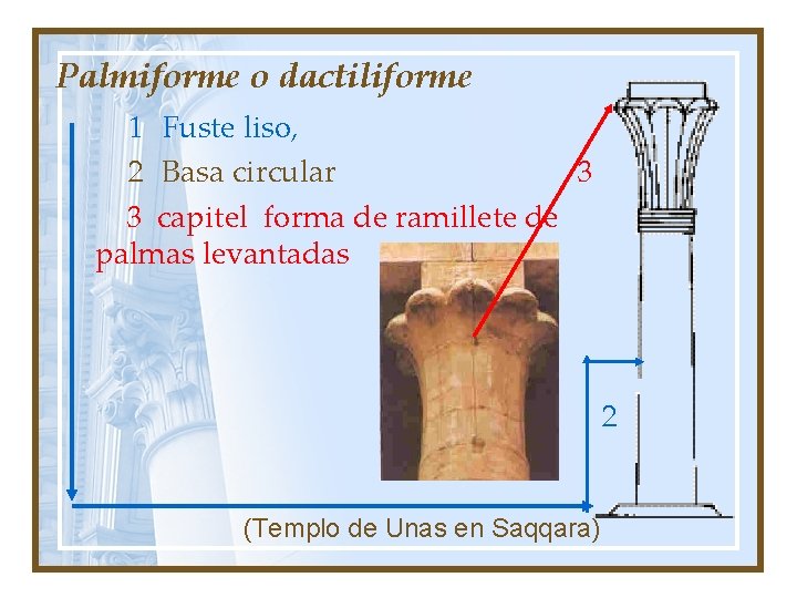 Palmiforme o dactiliforme 1 Fuste liso, 2 Basa circular 3 3 capitel forma de