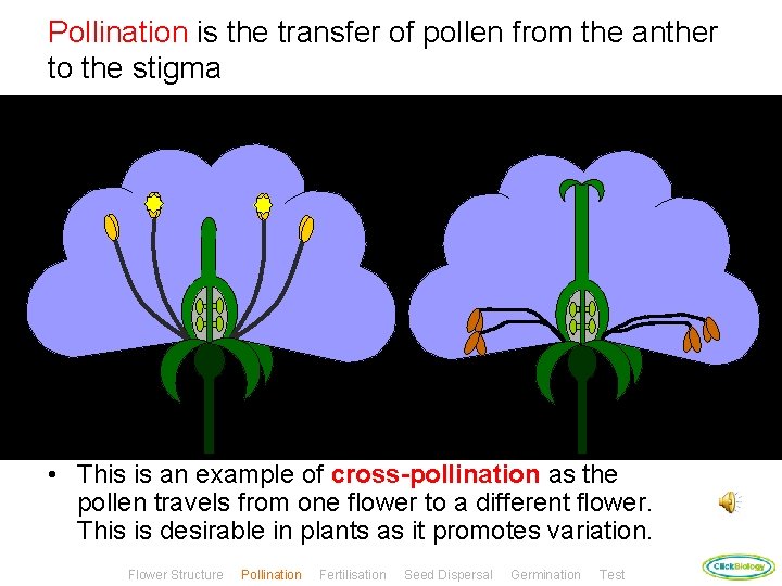 Pollination is the transfer of pollen from the anther to the stigma • This