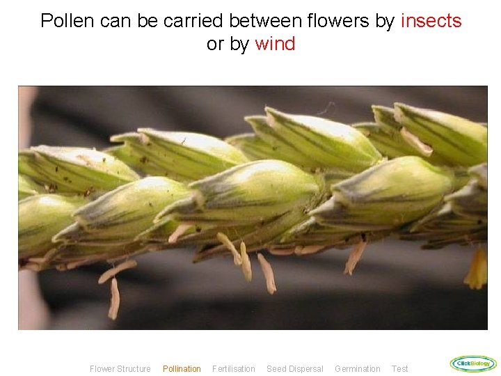 Pollen can be carried between flowers by insects or by wind Flower Structure Pollination