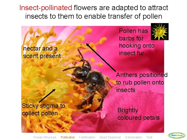 Insect-pollinated flowers are adapted to attract insects to them to enable transfer of pollen