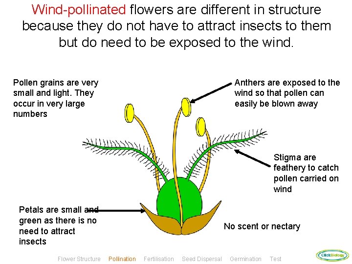 Wind-pollinated flowers are different in structure because they do not have to attract insects