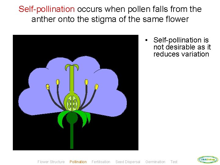 Self-pollination occurs when pollen falls from the anther onto the stigma of the same