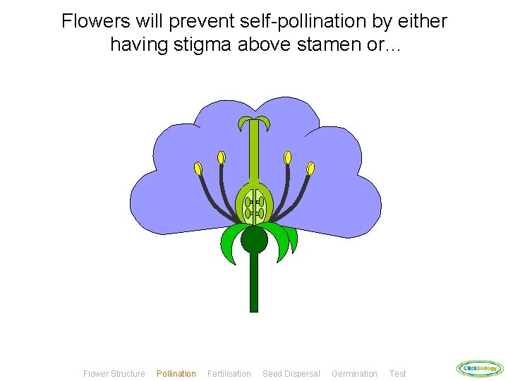 Flowers will prevent self-pollination by either having stigma above stamen or… Flower Structure Pollination