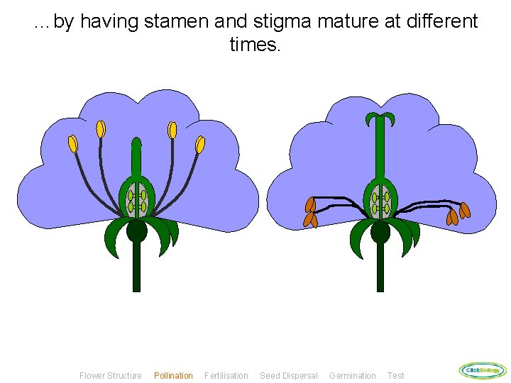 …by having stamen and stigma mature at different times. Flower Structure Pollination Fertilisation Seed