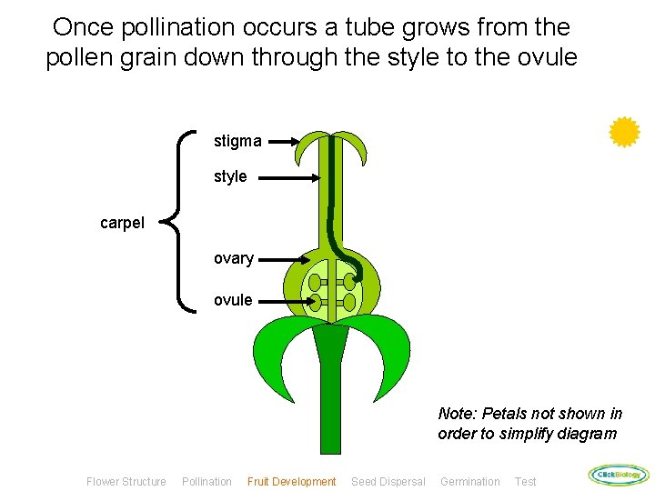 Once pollination occurs a tube grows from the pollen grain down through the style